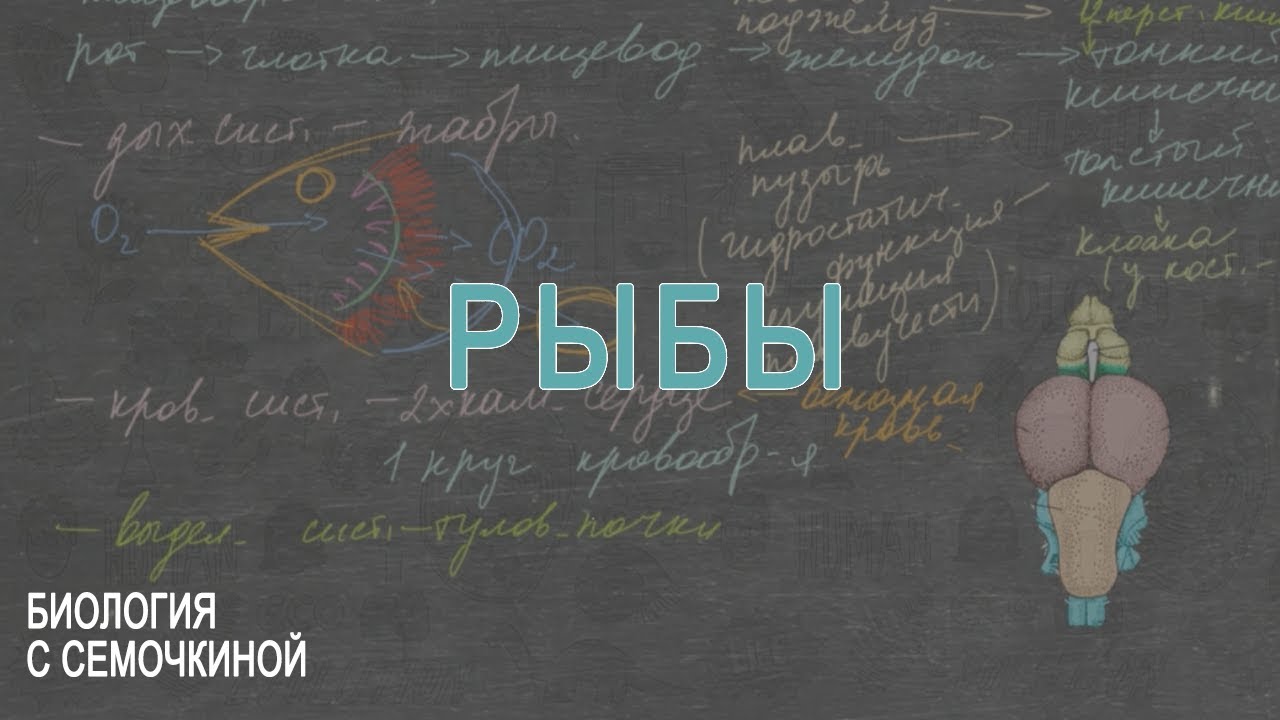 Рыбы