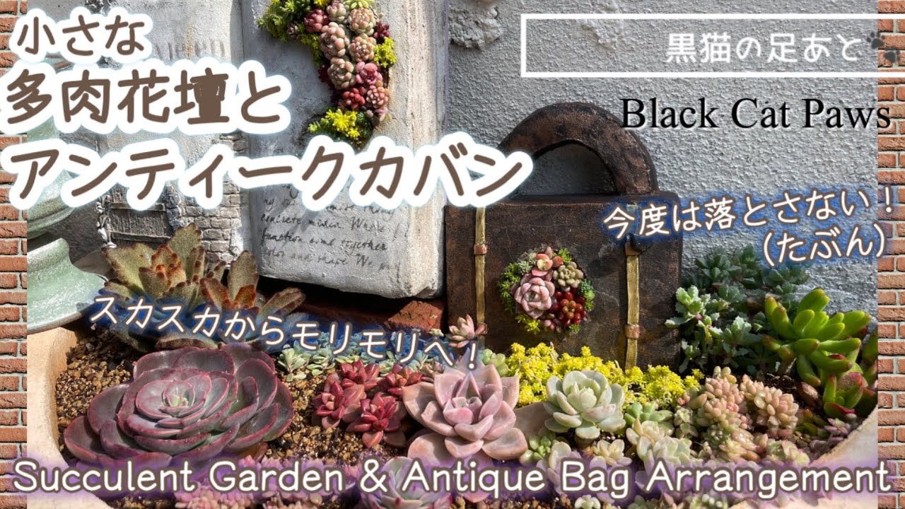 【小さな多肉花壇とアンティークカバン】Vol.244【Succulents】