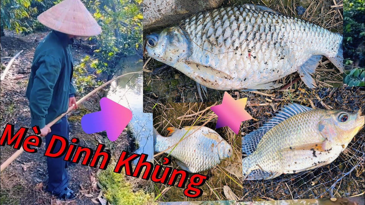 Đi chụp dính Mè Dinh Khủng và Rô Phi bự quá vui 😇