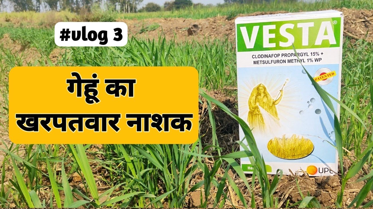 गेहूं का खरपतवार नाशक | गेहूं का खरपतवार | गहू तणनाशक | Wheat Herbicide | #wheat #farmingandvlogs 
