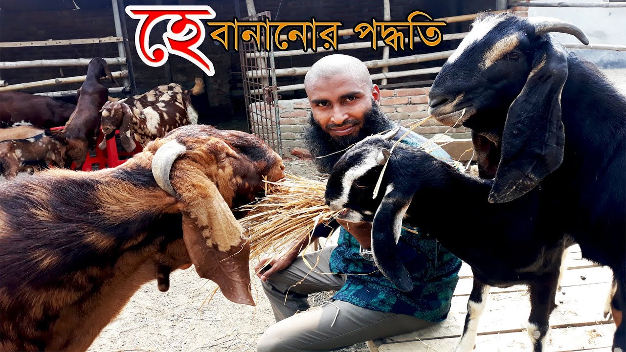 ‘হে’ ঘাস সংরক্ষণের একটি বৈজ্ঞানিক পদ্ধতি // Shokher Khamar