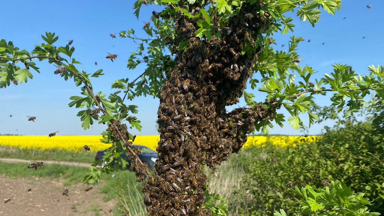 5 r&oacute;j kt&oacute;ry mnie już nie cieszy