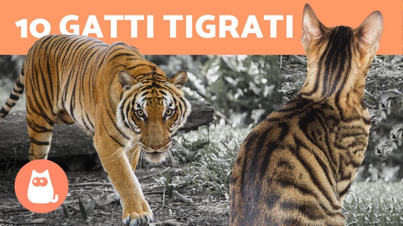 10 Razze di gatti TIGRATI🐯 Scoprile!