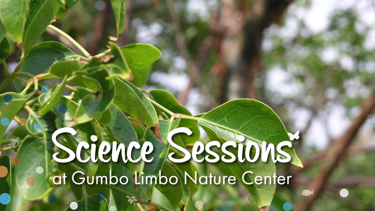 Gumbo Limbo Science Sessions: First Grade - Water is a Natural Resource!