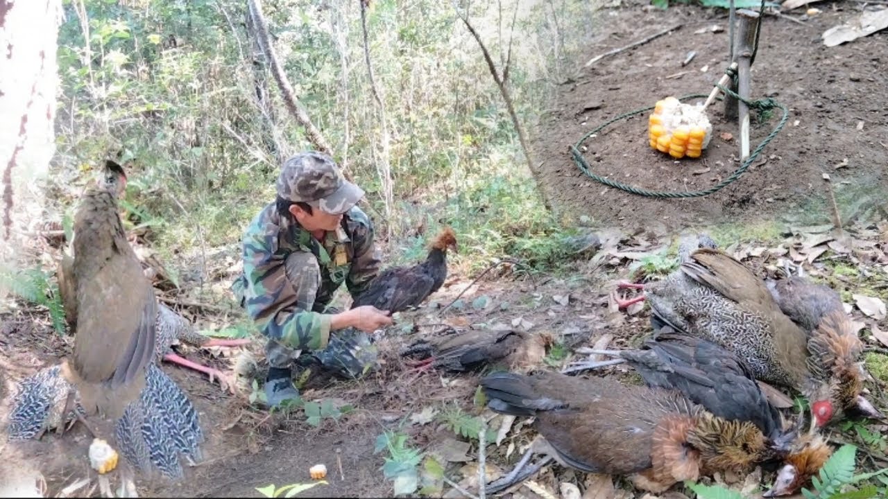 Create amazing easy Animals trap to catch  Red jungle fowl during the winter season work 100%