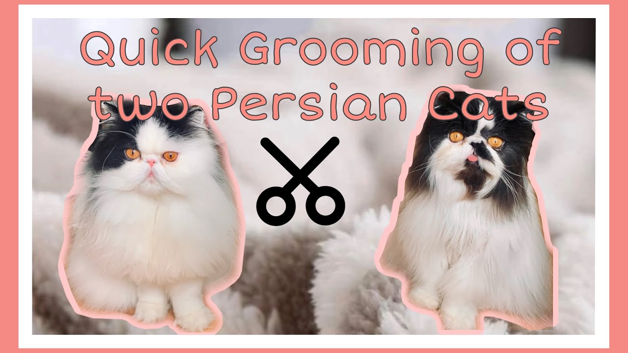 Quick Grooming of my Persian Cats