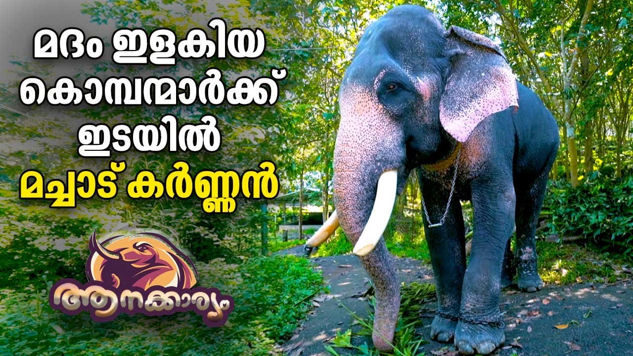EP 04 | മദം ഇളകിയ കൊമ്പന്മാർക്ക് ഇടയിൽ മച്ചാട് കർണ്ണൻ | Aanakkaryam | The Untold Elephant Stories