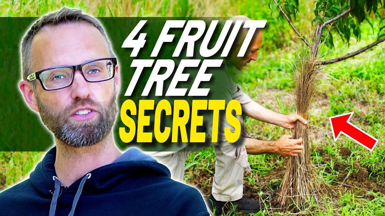 4 Tips and Tools For Fruit Trees -