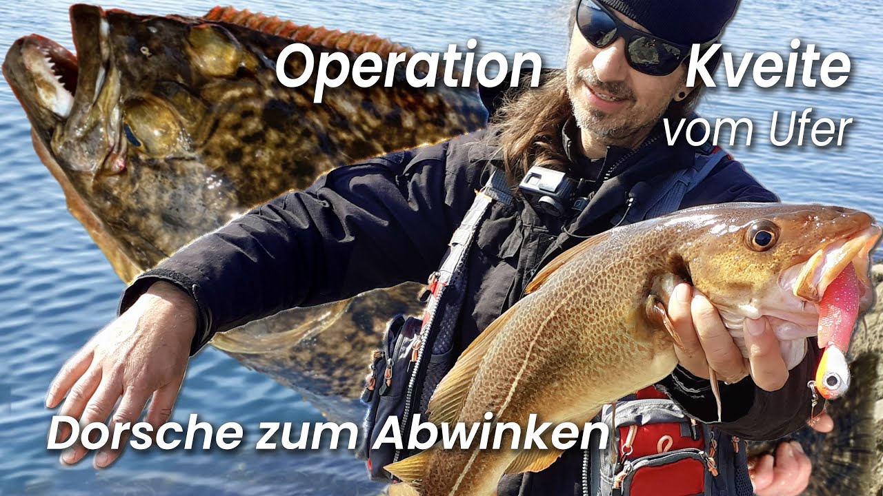 Auf Heilbutt vom Ufer - Dorsche bis zum Abwinken - Tjongsfjord!