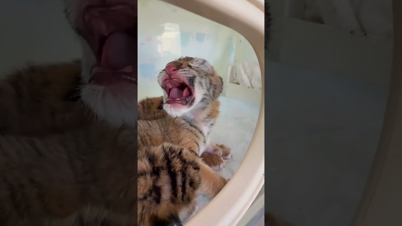 🐯О боже!!! Такой свирепый!!!😂😂😂 #очаровашка #зоопарк #тигр #тигренок