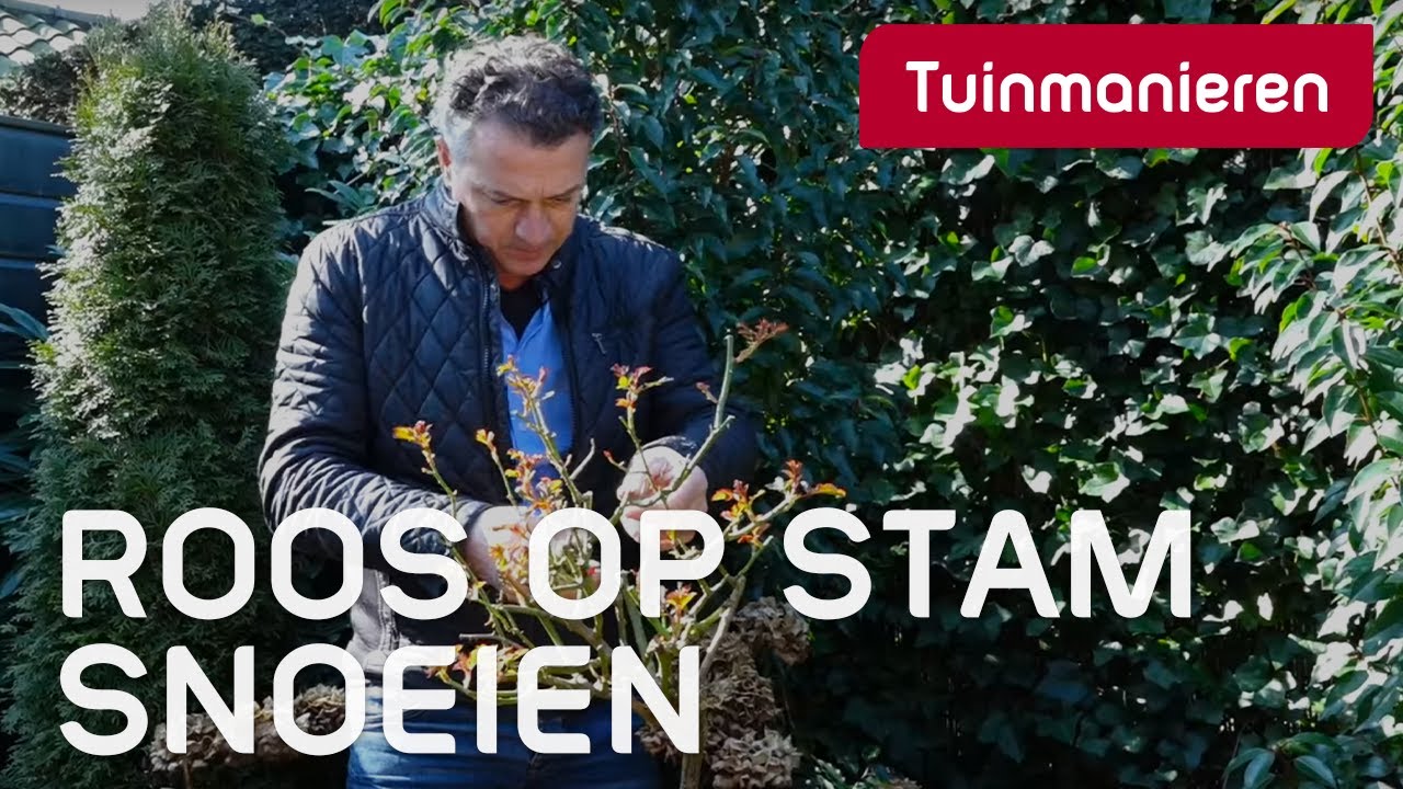 De Stamroos of roos op stam snoeien in de lente: Hoe doe je dat? | Tuinmanieren