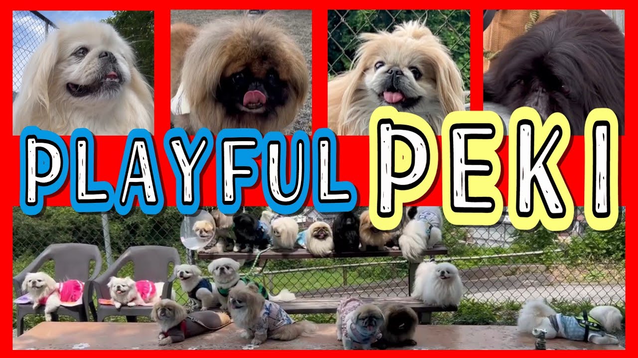 犬見知りなペキニーズが【プレイフル】なペキオフ会に行ってみたら…