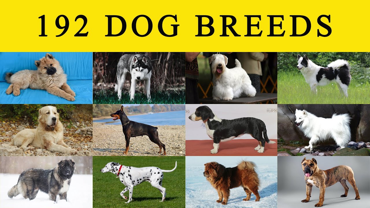 Dog Breeds - List of 192 Most Popular Dog Breeds in the World With Origin (A to Z) | Part-1