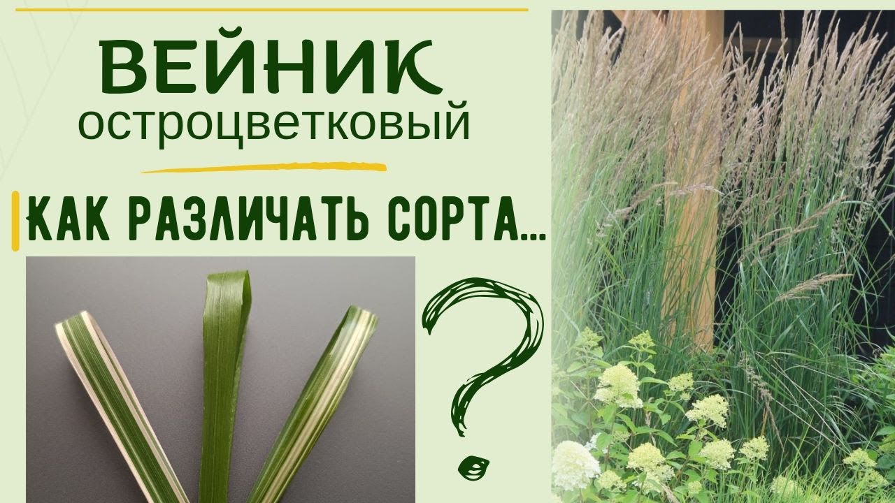 Вейник остроцветковый, обзор сортов, популярный злак, многолетние растения для сада, садовые травы.