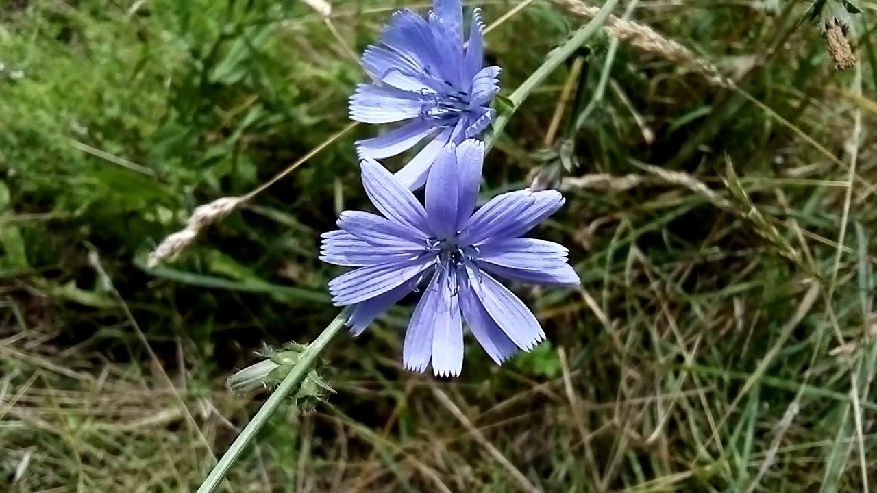 Chicor&eacute;e sauvage