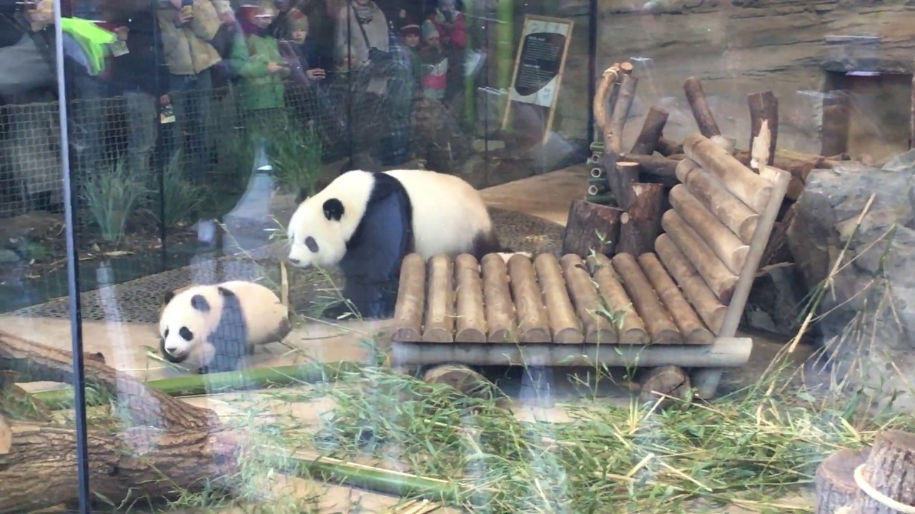 Panda Mutter Meng Meng, Meng Xiang und Meng Yuan im Zoo Berlin am 01.03.2020