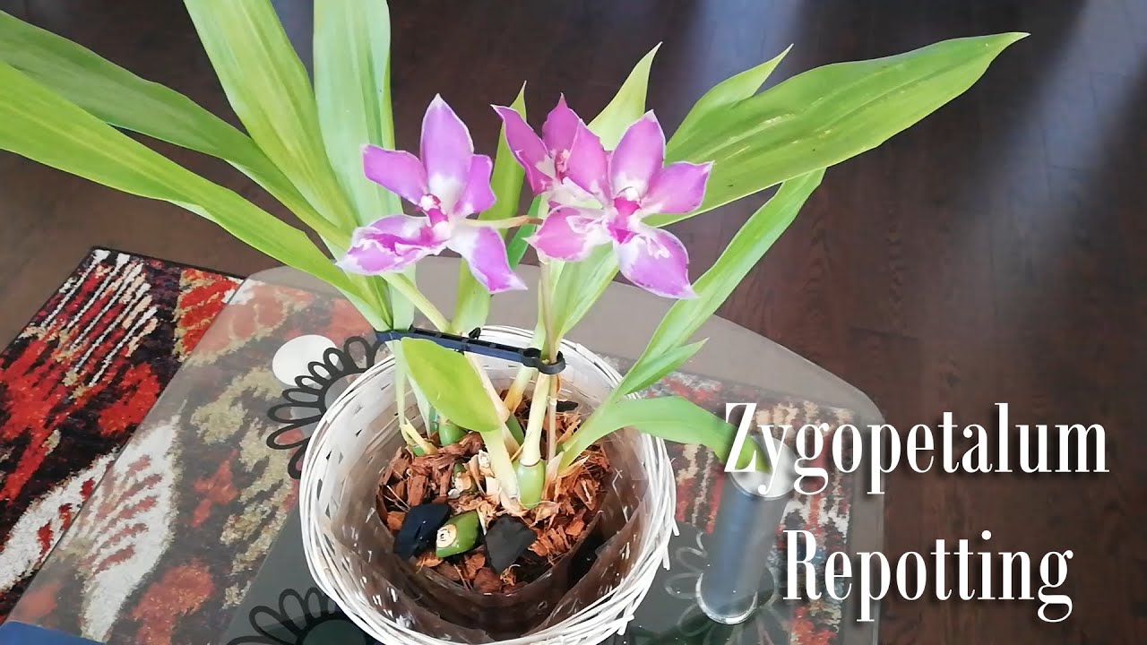 紫香兰 (轭瓣兰) 换盘 - Zygopetalum Repotting - Michelle's Garden
