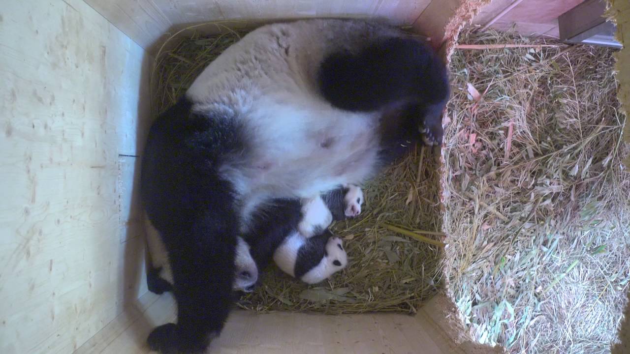 Panda Twins Day 50