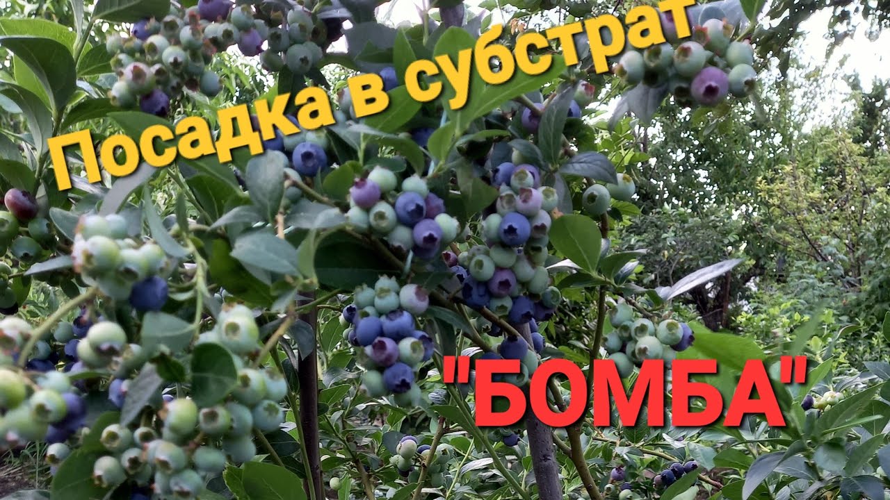 Посадка голубики в субстрат 