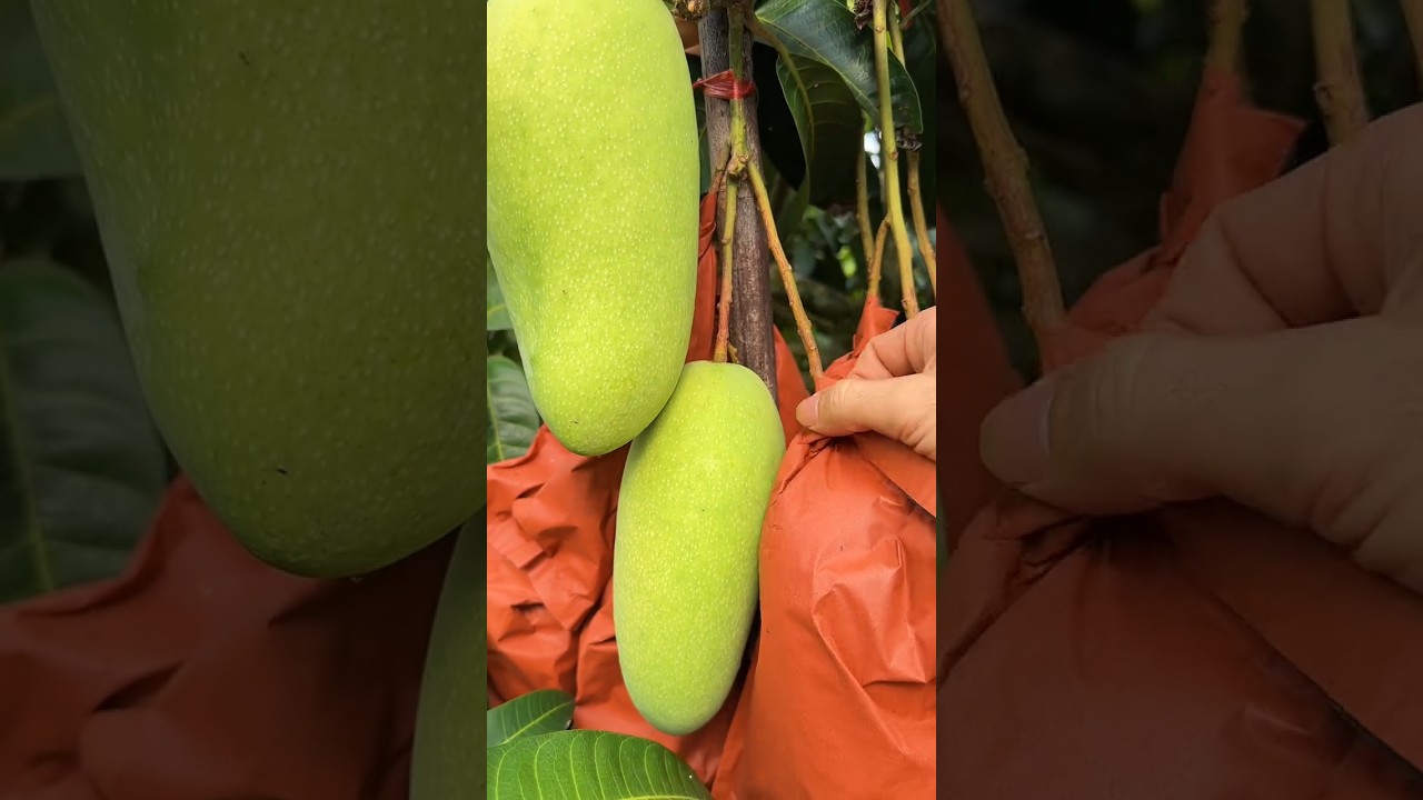 Mangos fruit farm beautiful natural #fruit #farming #mango