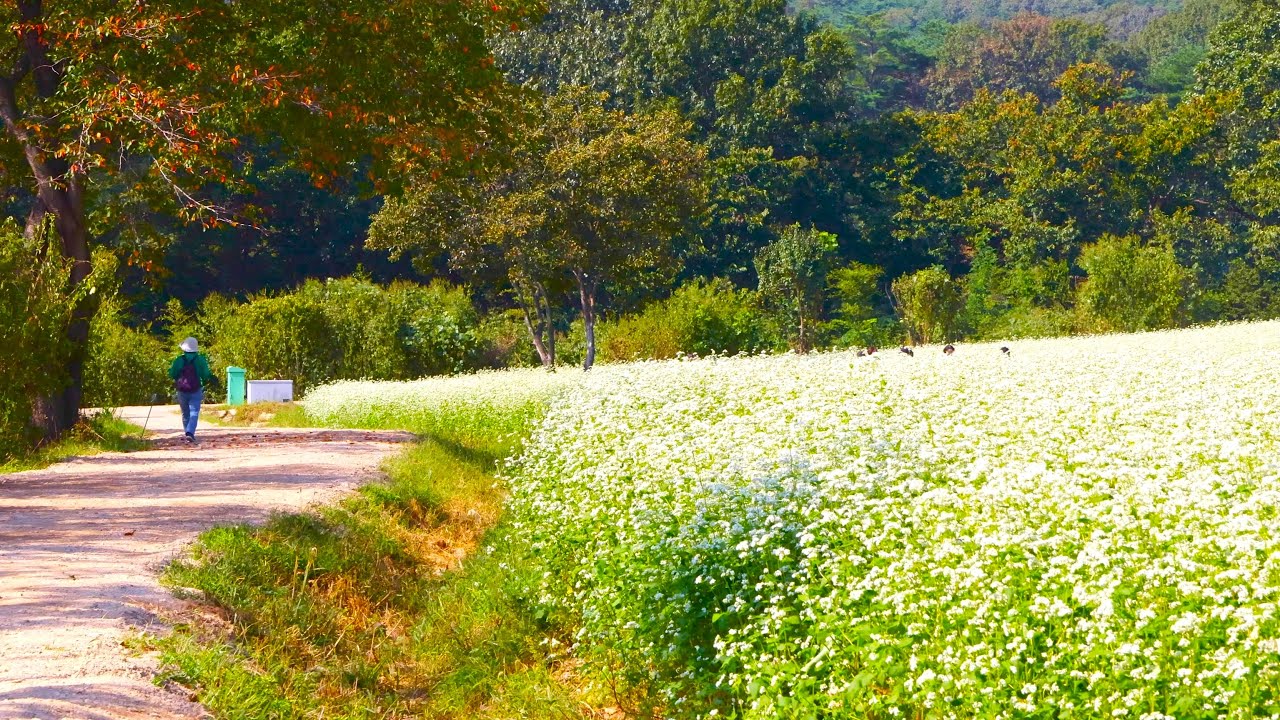 [4K] 하얀 메밀꽃 핀 풍경 (양산 통도사 2025년 10월)