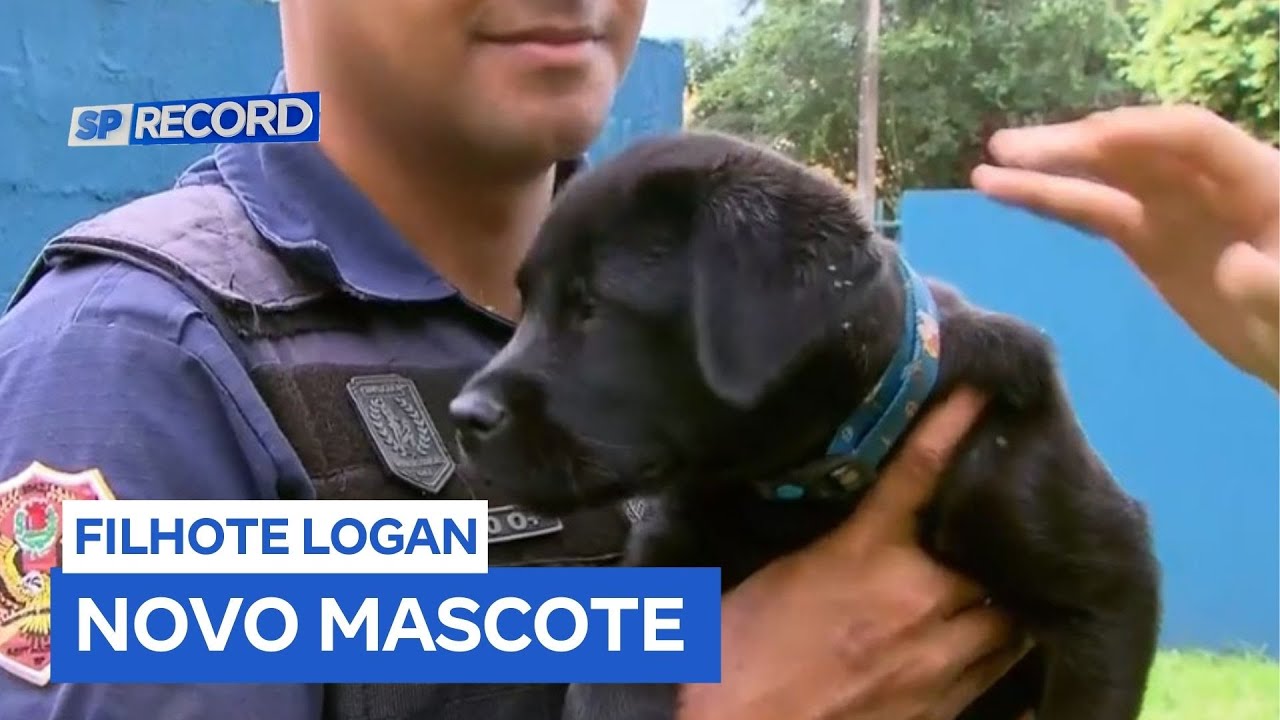 Filhote Logan é o novo integrante da Guarda Civil de Sertãozinho (SP)