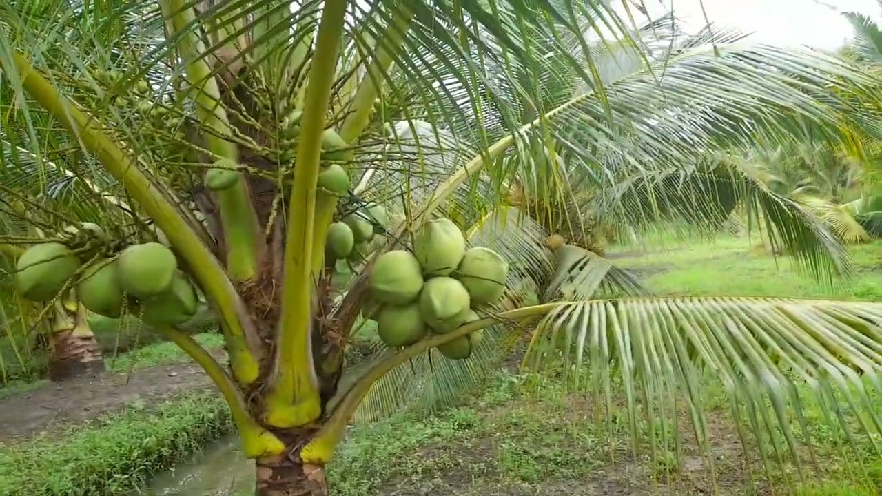 Chăm sốc đưa ta kính Chào anh chị