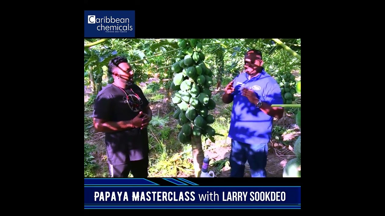 Masterclass Pawpaw production