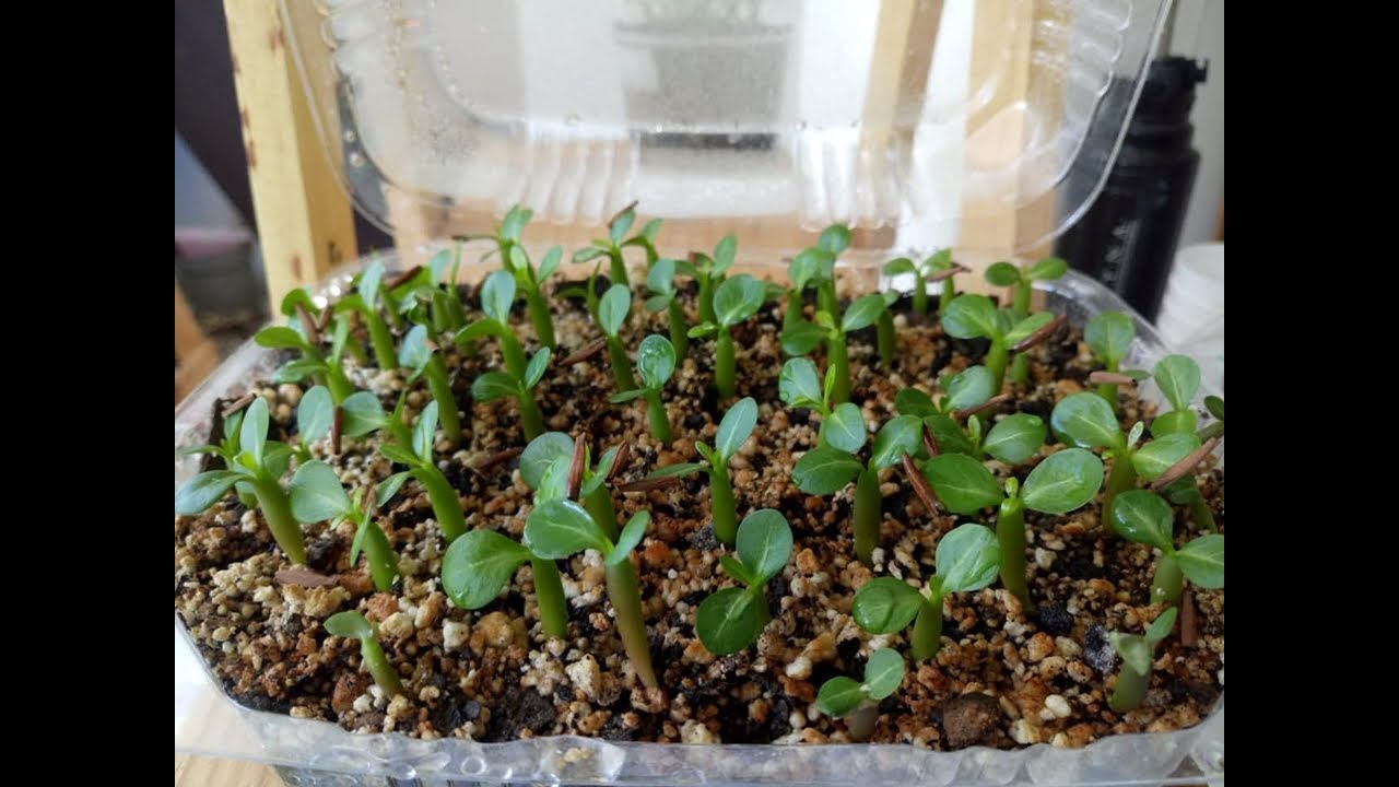 Germinacion con el método de la servilleta