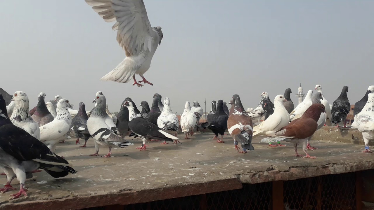 Agra ke kabootar
