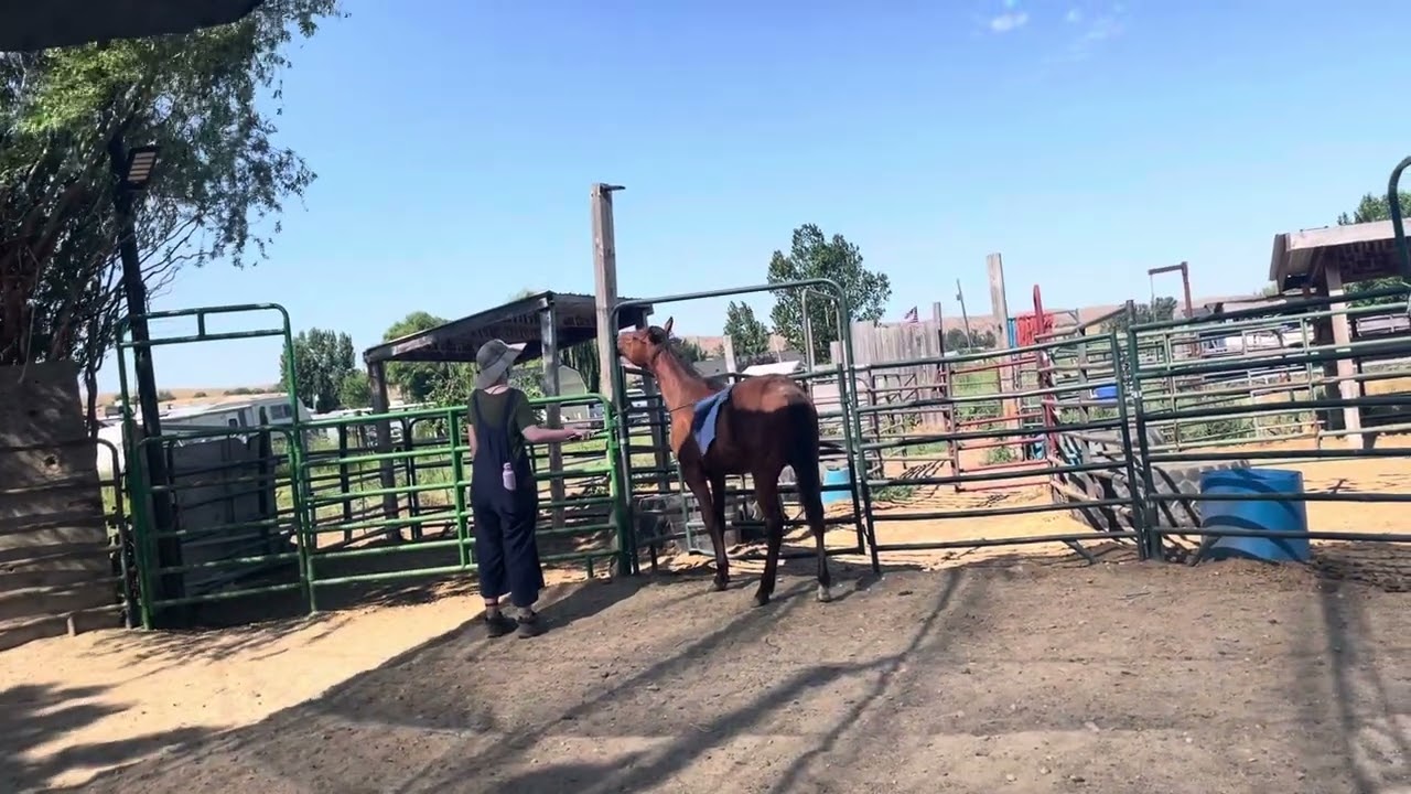 Can you pet your colt with no halter on their head 