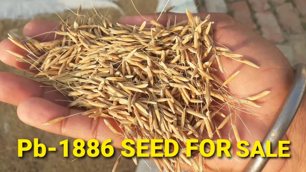 Pb 1886 ਦਾ ਬੀਜ ਵਿਕਾਉ ਹੈ / Pb 1886 seed for sale