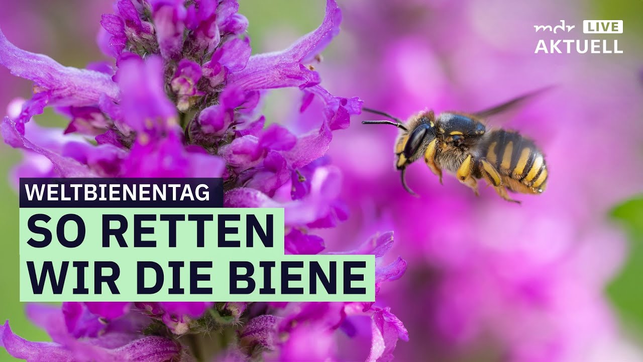 Wildbienen ansiedeln im Garten – was Städter tun können | MDR AKTUELL live