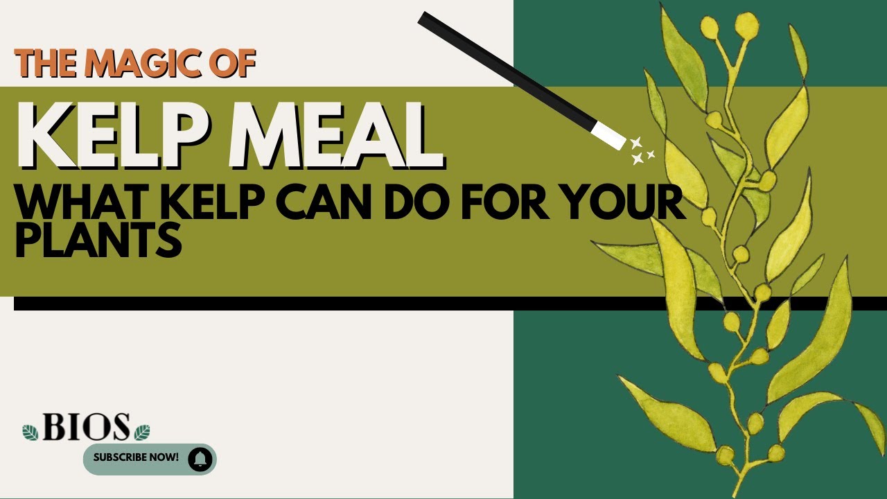 Bios And The Magic Of Kelp Meal | Feeding Your Plant Kelp Meal | Magical Properties Of Kelp Meal