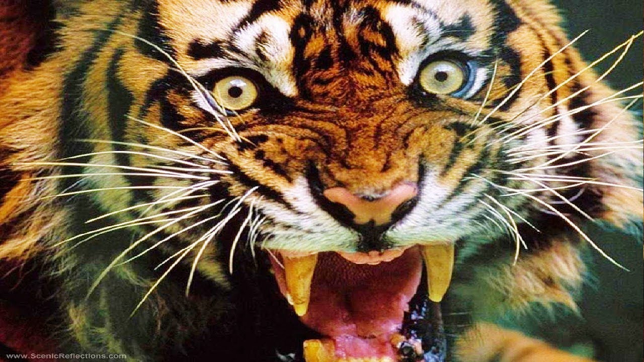 🐯 TIGER RELEASE IN FOREST 🐯 SIBERIAN TIGER RELEASED INTO THE WILD 🎶 EPIC MUSIC