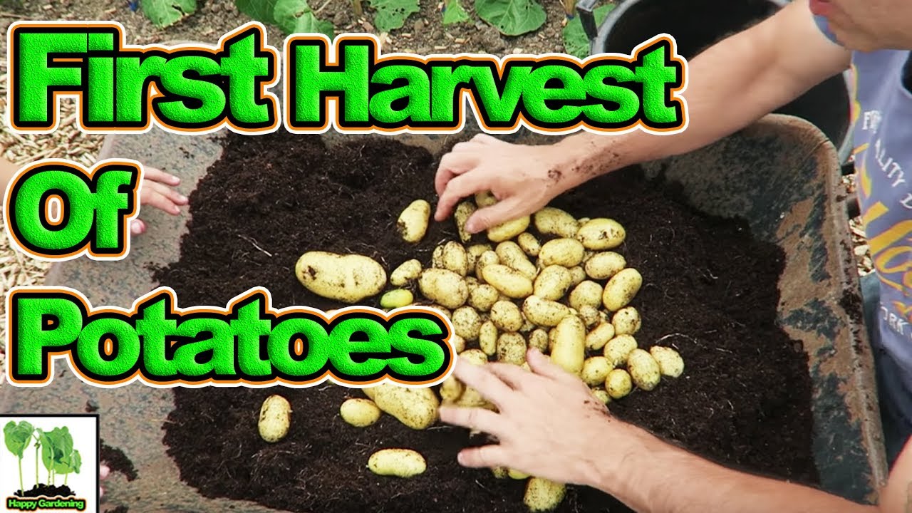 Harvesting Container Grown First Early Potatoes 2018