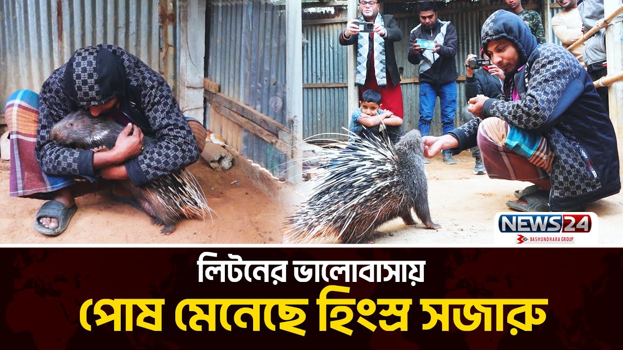 মানুষের সাথে সজারুর অন্যরকম বন্ধুত্ব! | Porcupine Care | Amazing Video | News24 Special