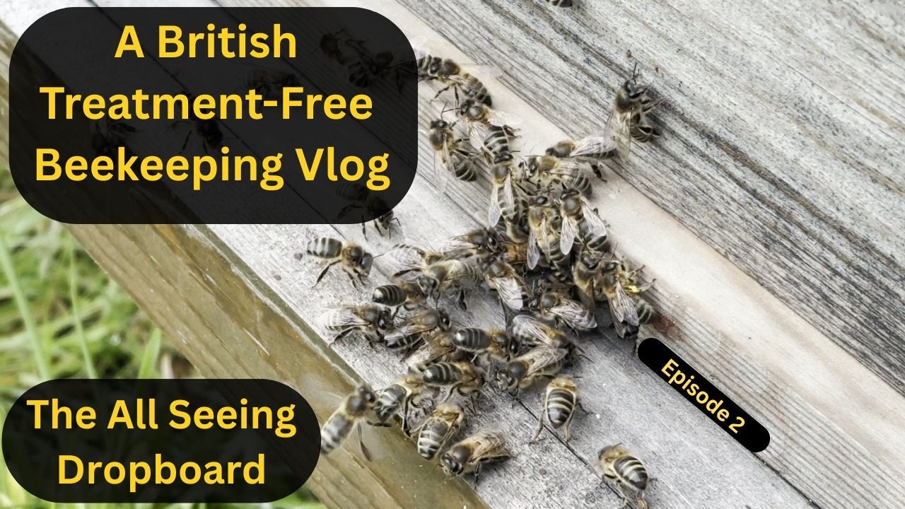 Treatment-Free British Beekeeping Ep2. The Varroa Dropboards are doing their thing.