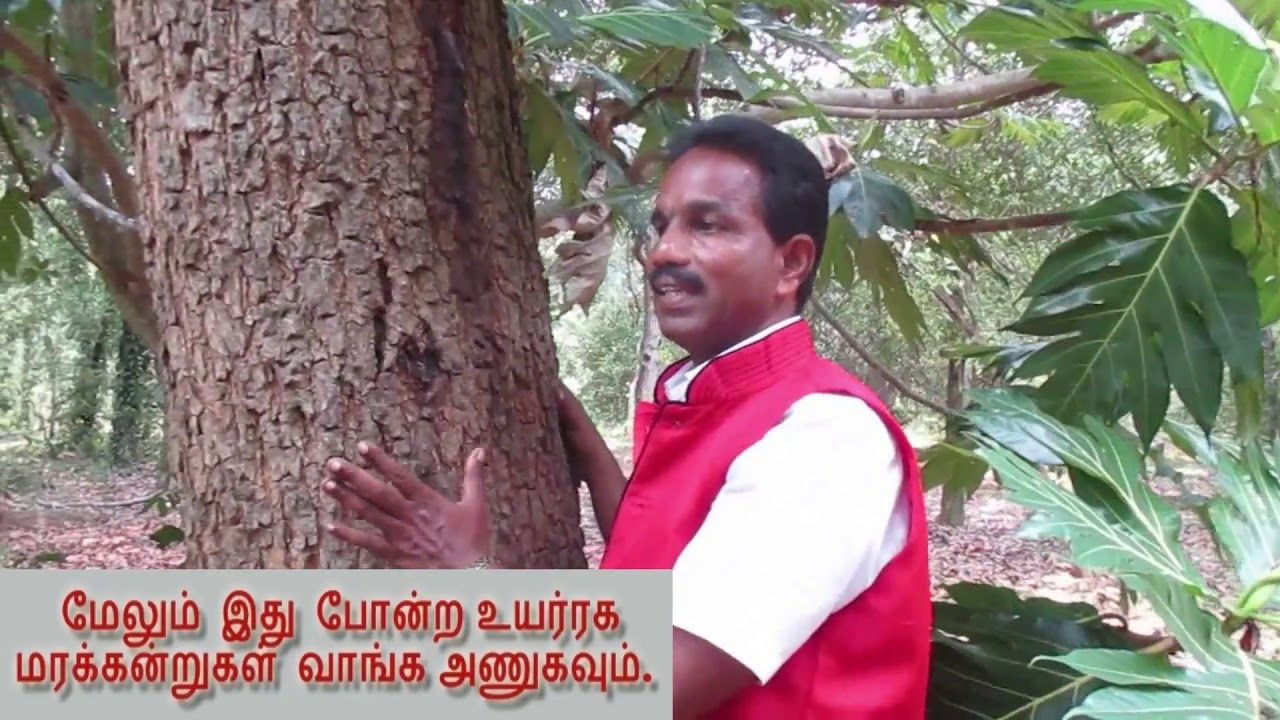 015 : சிவப்பு சந்தன மரம் வளர்ப்பு மற்றும் அதன் பயன்கள்