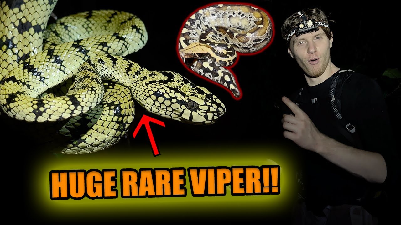 We found WHAT in the jungles of Borneo??!!