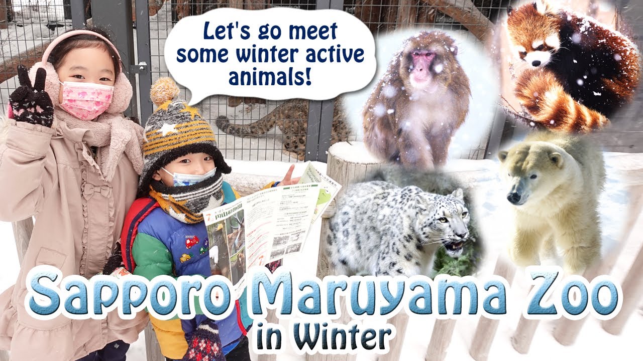 Let's go meet some winter active animals!! Sapporo Maruyama Zoo in Winter｜【札幌市円山動物園】寒い冬こそ活動的な動物！！