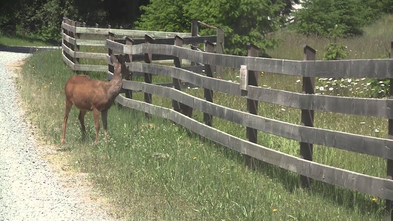 mother and baby deer