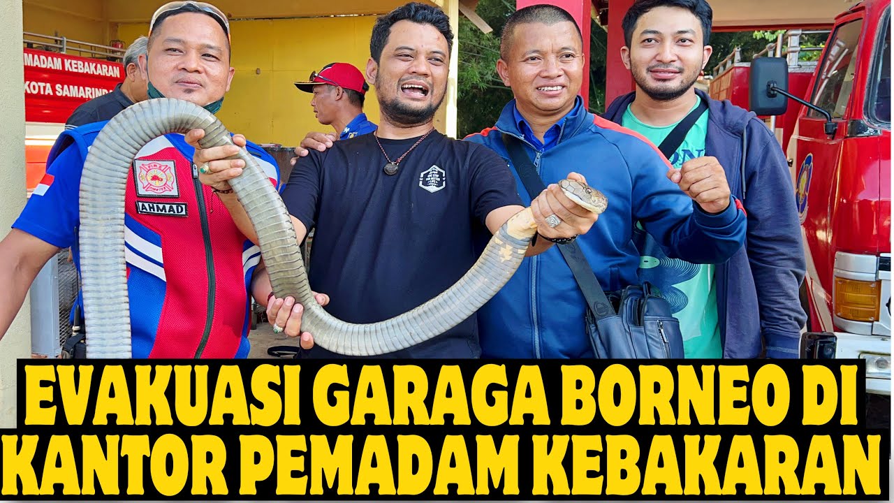 EVAKUASI ULAR KING COBRA BESAR PENGHUNI MARKAS DAMKAR