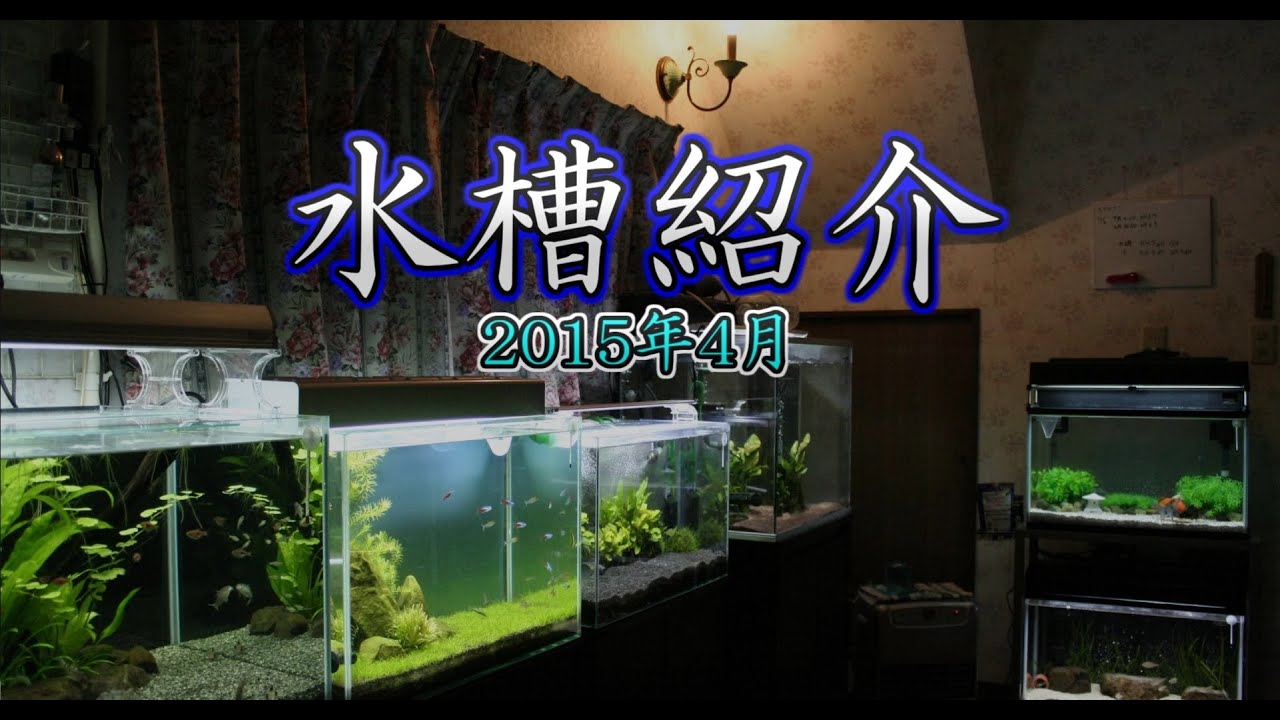 アクアリウム 水槽紹介 2015年4月