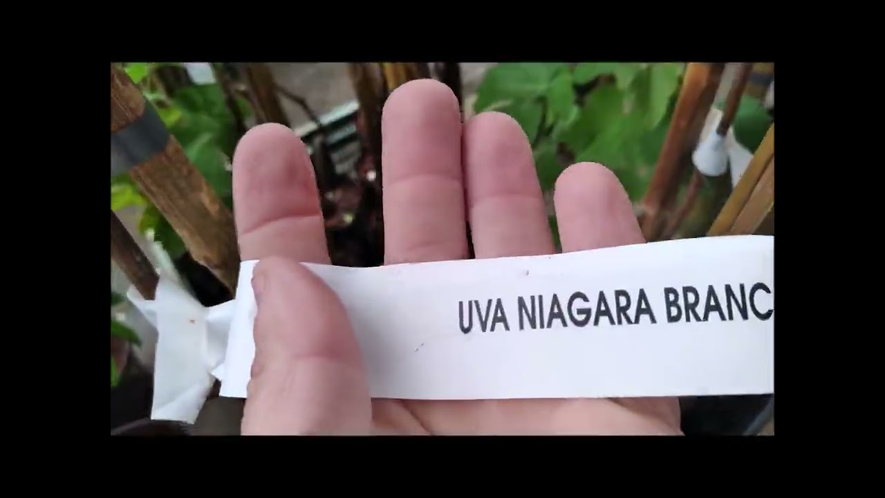 FRUTÍFERAS por R$ 20,00 só no CEASA de São Paulo #ceasa #ceagesp #frutiferas #promoção #flores