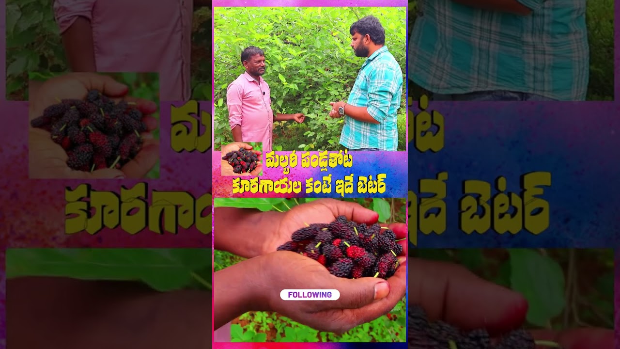 Farming mulberries: low maintenance, decent income from fruits #mulberryfruit #mulberryfarming