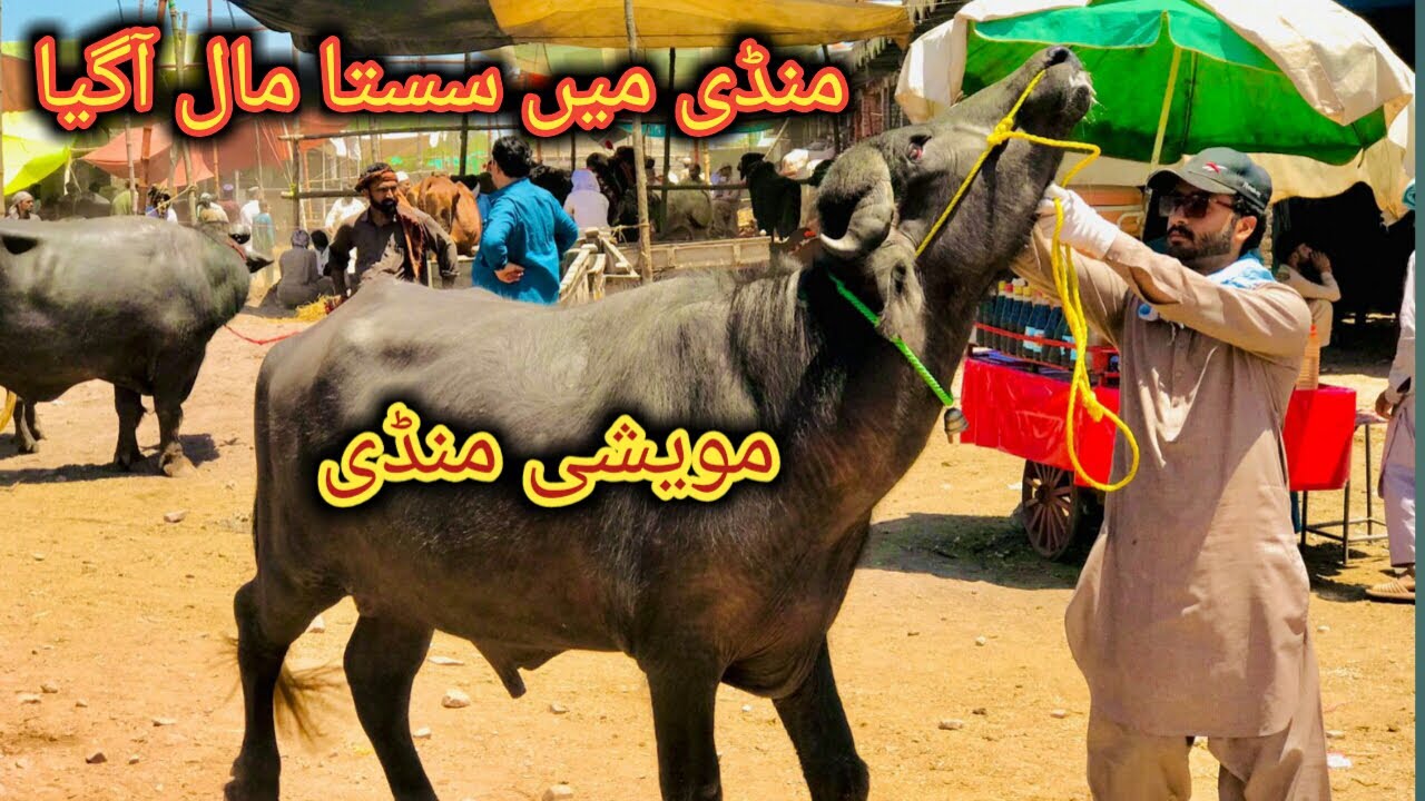 Peshawar Maweshi Mandi Kala G.T Road Latest Rates Updates Bakra Mandi 2024 cow mandi