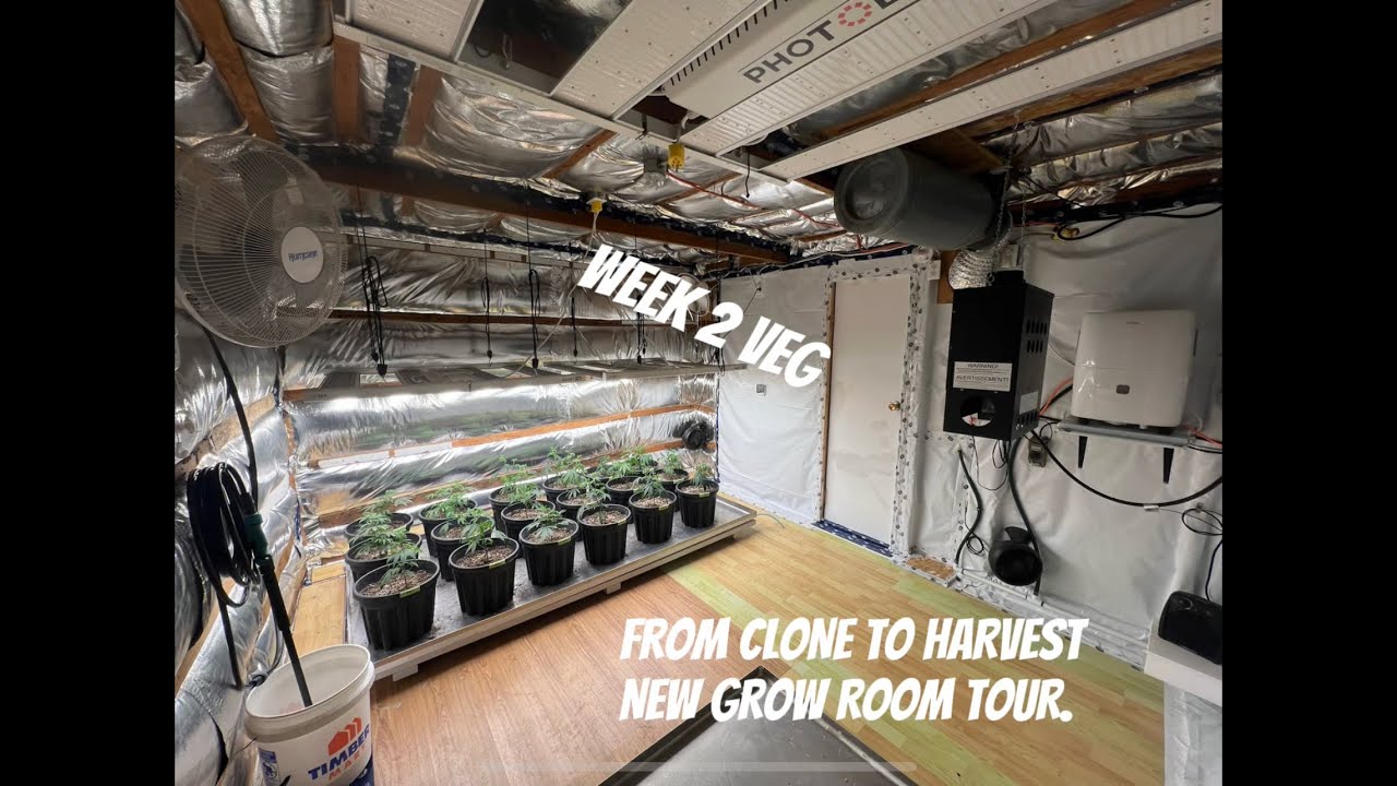 How I built my grow rooms. Week 2 of veg. Start of  clone to harvest.