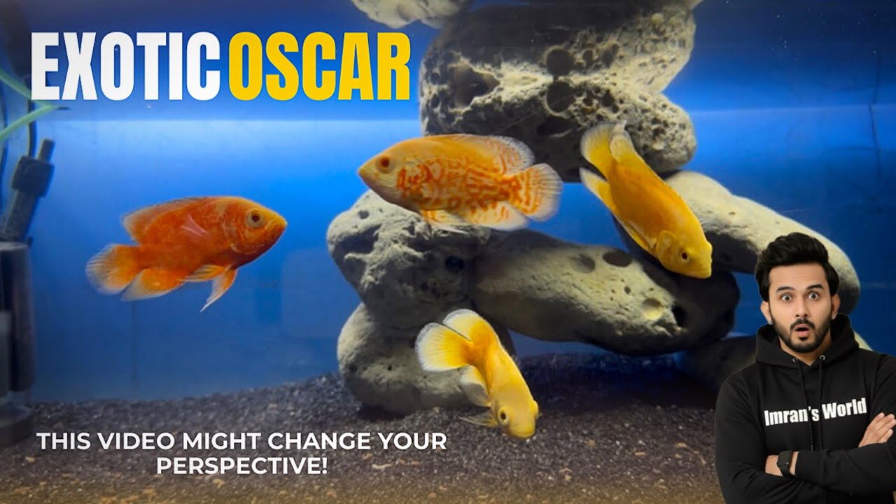 My EXOTIC Oscar Fish Update - Imran’s World