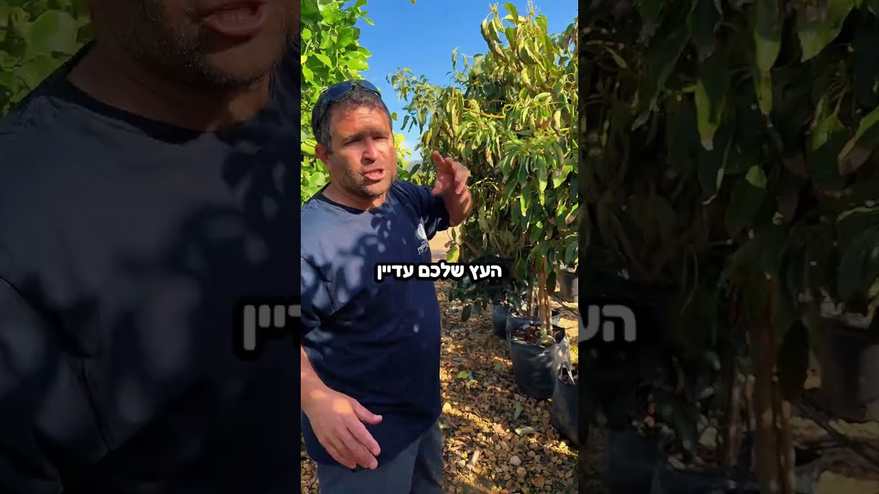 עץ 🥑 אבוקדו בפברואר – מה חייבים לדעת עכשיו כדי לא לפספס יבול השנה?